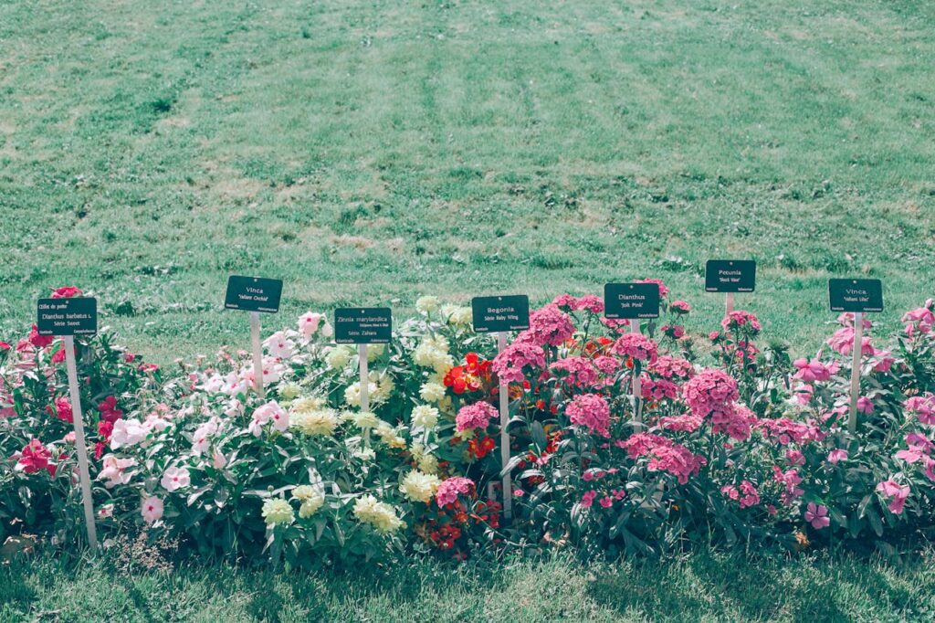 Assorted blooming flowers on green meadow in countryside